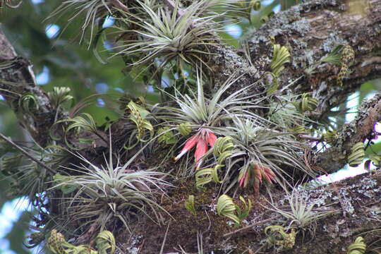 Imagem de Tillandsia matudae L. B. Sm.