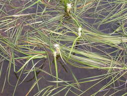 Image of Floating Bur-reed