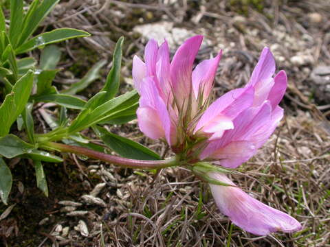 Image of clover