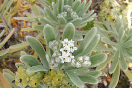 Tournefortia gnaphalodes (L.) R. Br.的圖片