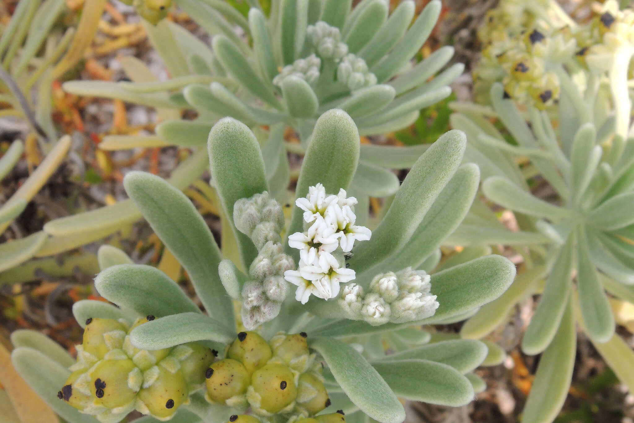 Imagem de Tournefortia gnaphalodes (L.) R. Br.