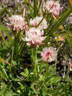 Image of clover