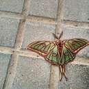 Image of Spanish Moon Moth