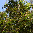 Image of Syzygium oleosum (F. Müll.) B. P. M. Hyland