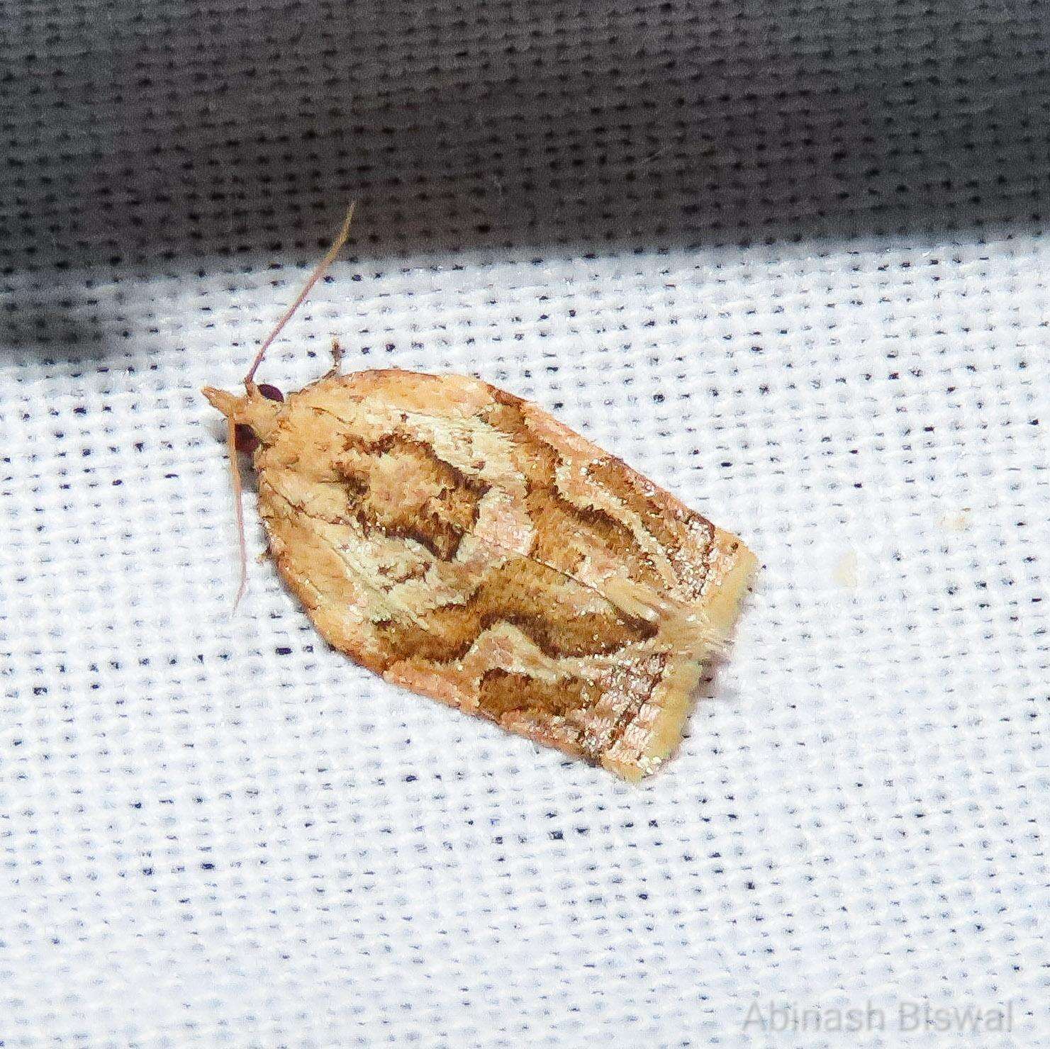 Image of Appleleaf-curling moth