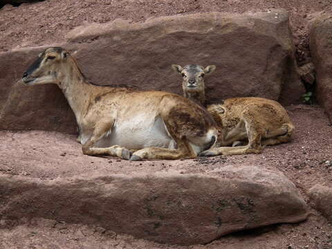 Image de Ovis orientalis musimon