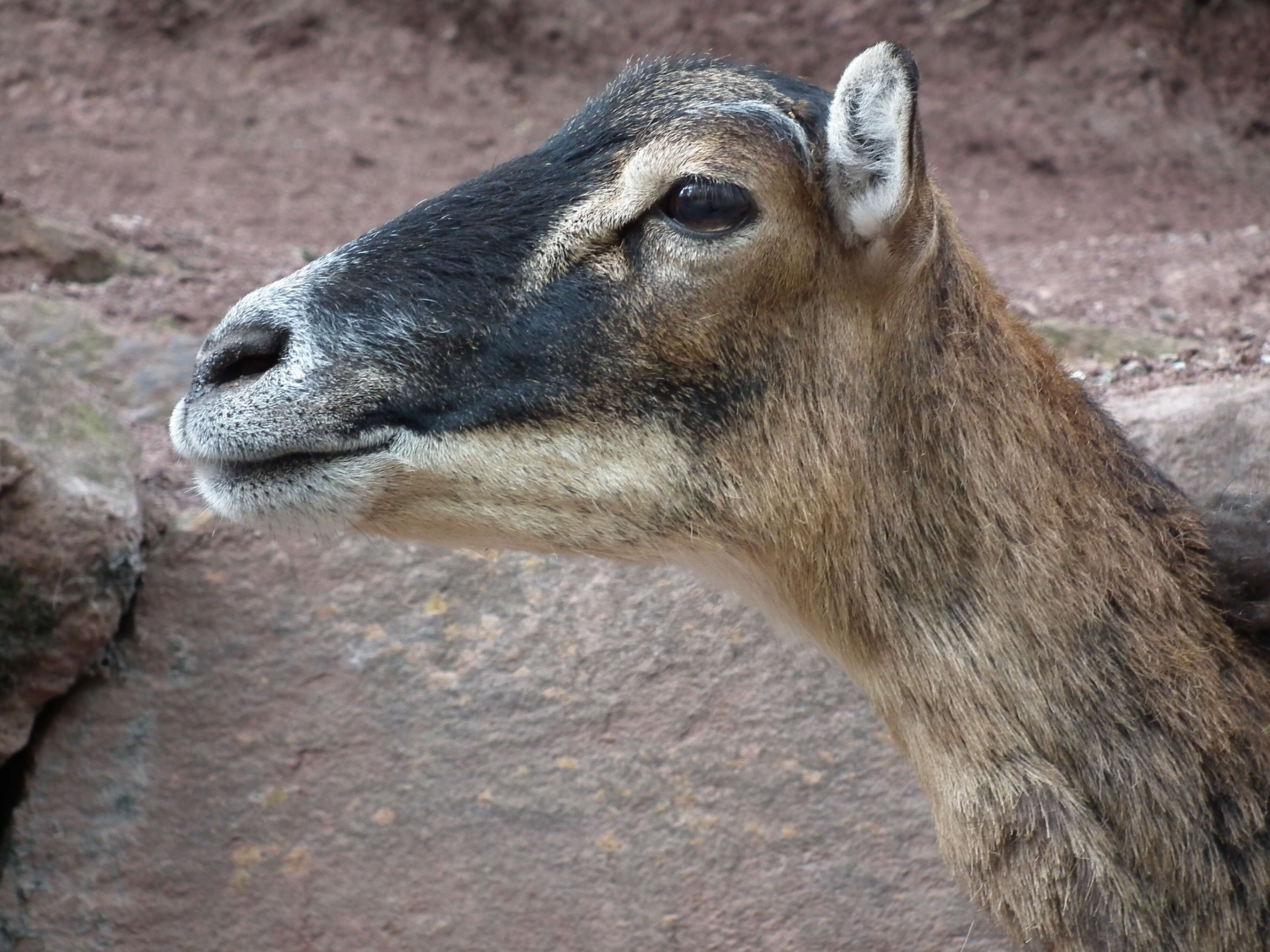 Image of Ovis orientalis musimon