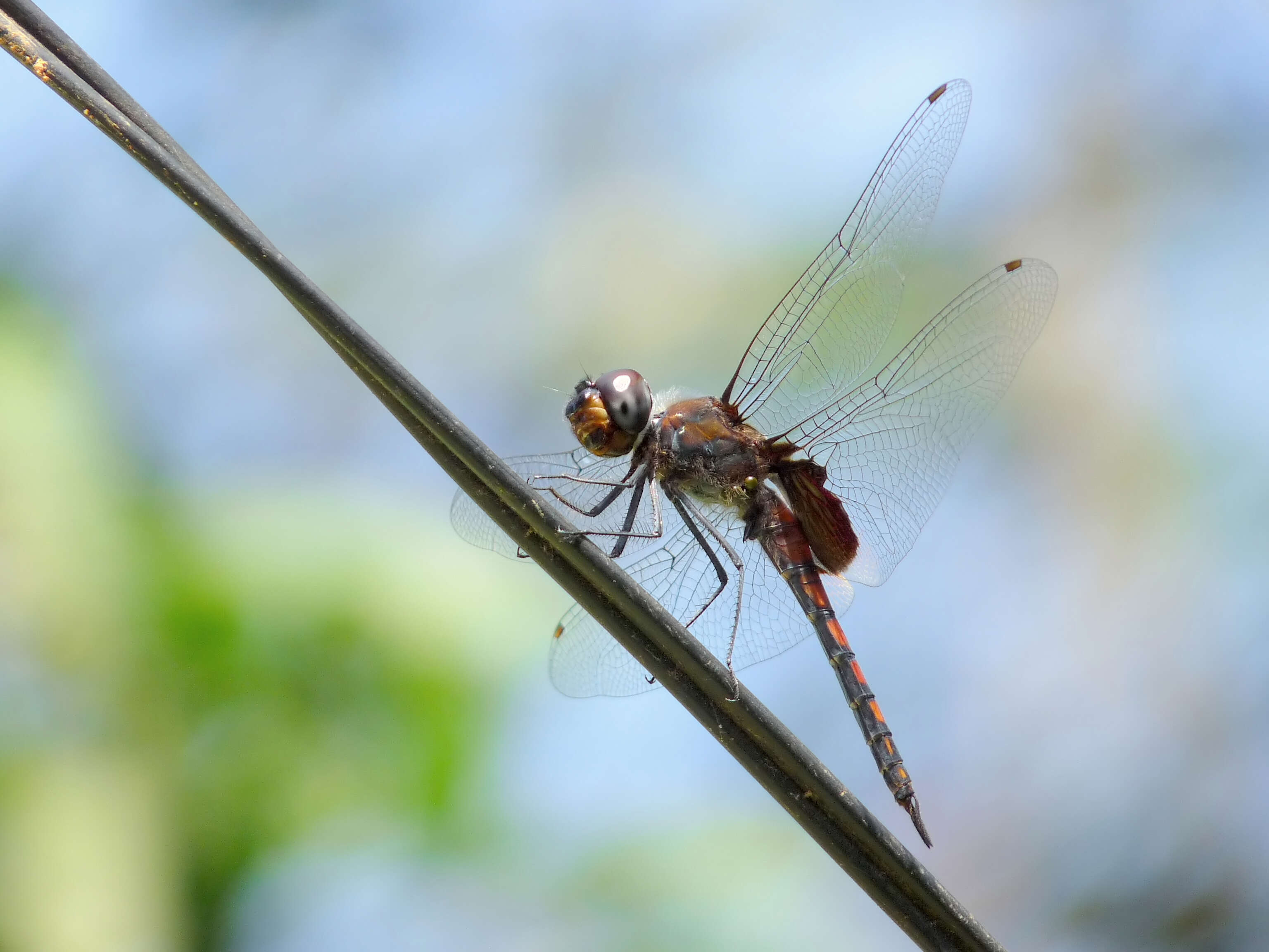 Tramea limbata (Desjardins 1835) resmi