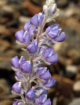 Imagem de Lupinus argenteus var. palmeri (S. Watson) Barneby