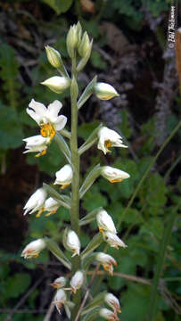 Image of Gavilea venosa (Lam.) Garay & Ormerod