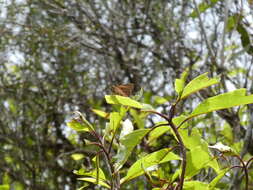 Image of Hesperilla idothea Miskin 1889