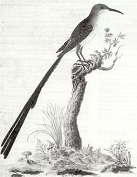 Image of Sugarbird