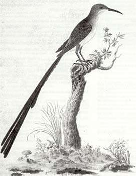 Image of Sugarbird
