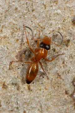 Image de Opisthopsis jocosus Wheeler 1918