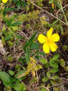 Imagem de Helianthemum nummularium subsp. obscurum (Celak.) J. Holub