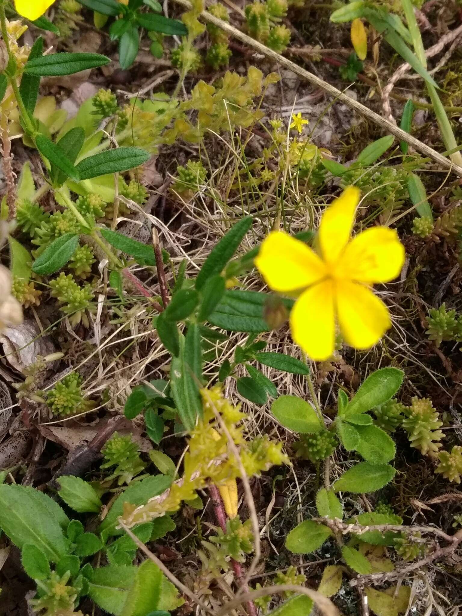 Image of Helianthemum nummularium subsp. obscurum (Celak.) J. Holub