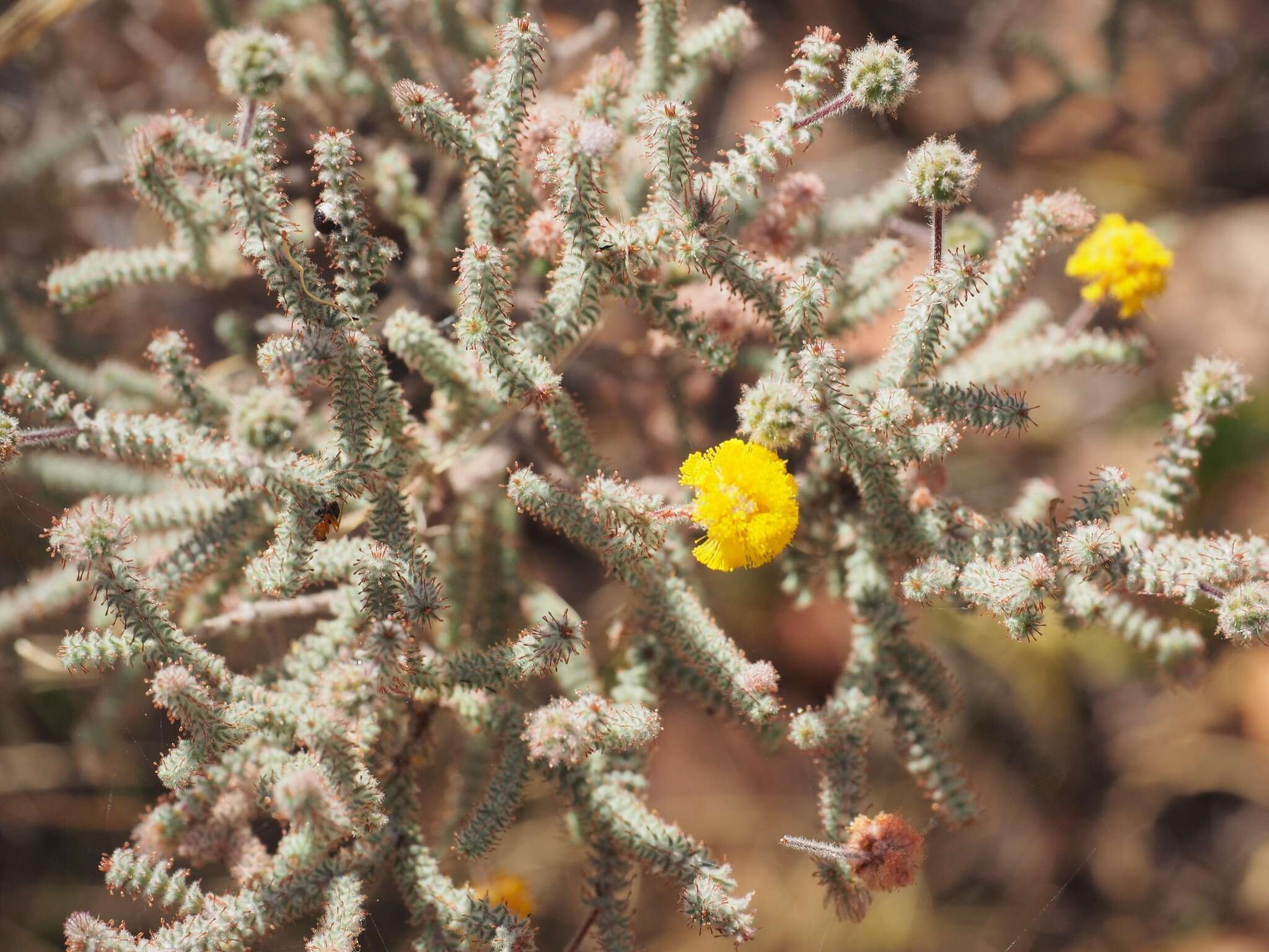 Слика од Acacia lycopodiifolia A. Cunn. ex Hook.