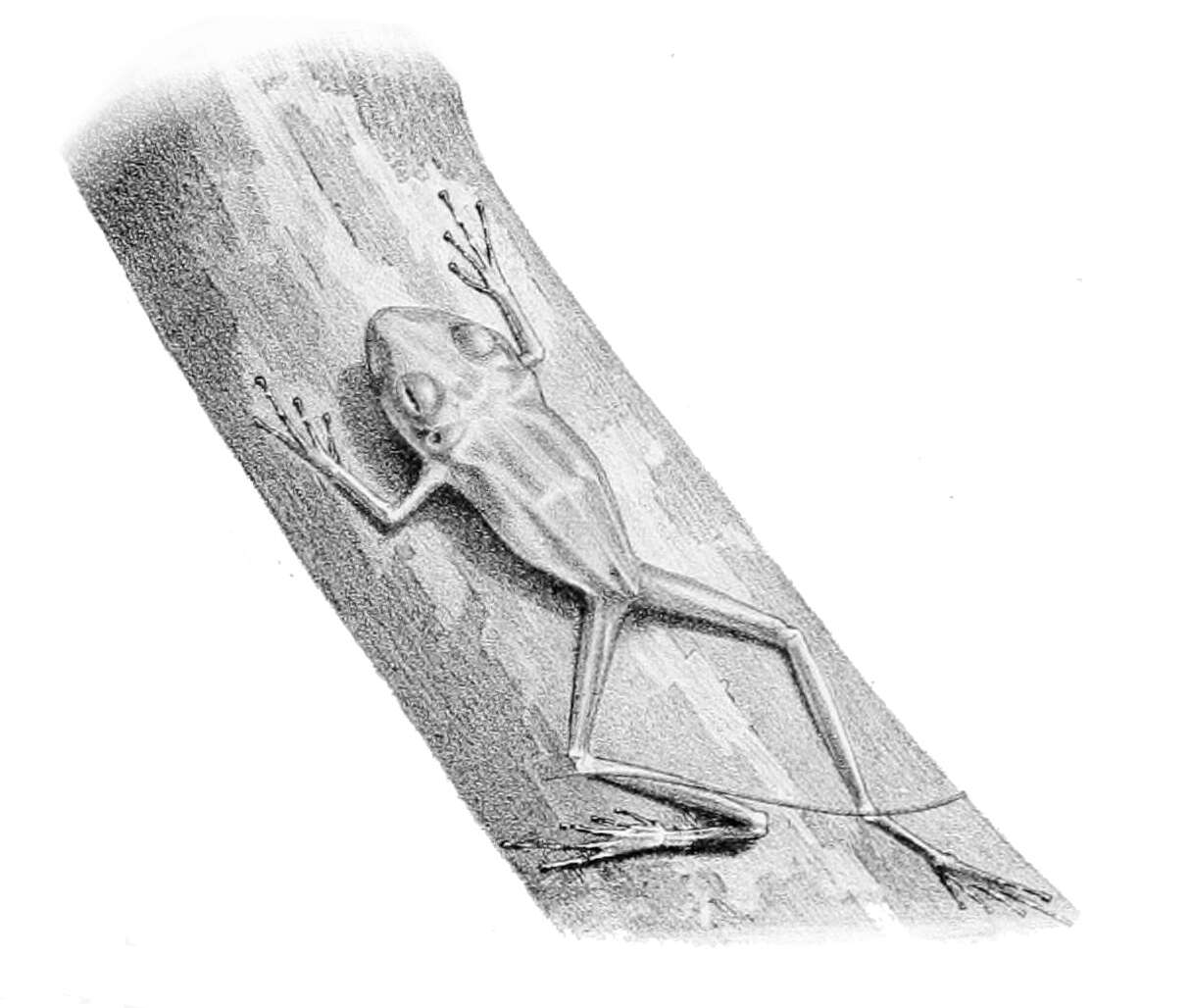Image de Pristimantis cerasinus (Cope 1875)