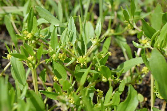 Imagem de Ranunculus lateriflorus DC.