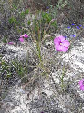 Image of Byblis lamellata Conran & Lowrie