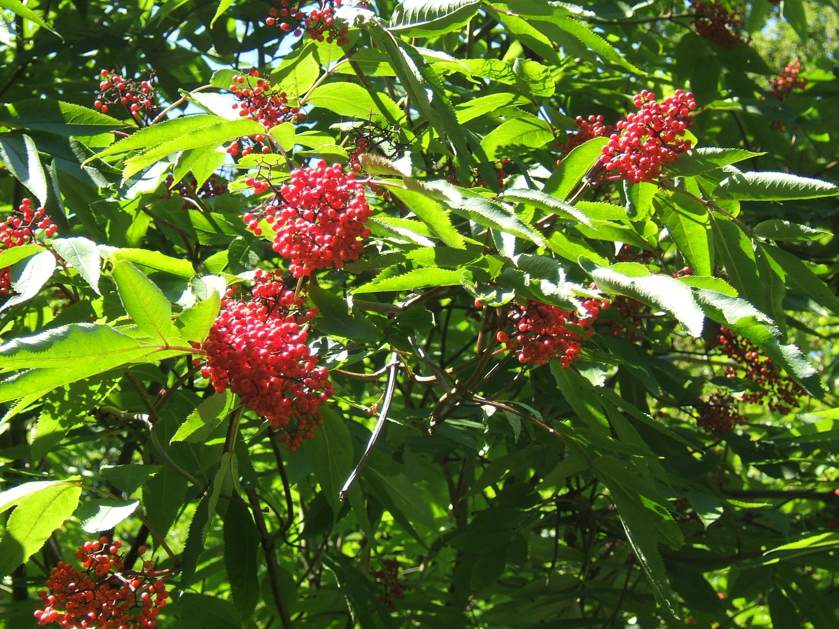 Imagem de Sambucus racemosa L.