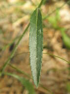 Image of Veronica spicata subsp. paczoskiana (Klokov) Kosachev