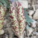 Imagem de Astragalus oophorus S. Wats.