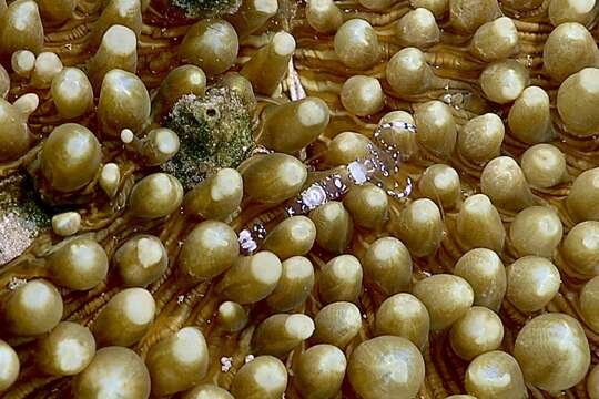 Image of Mushroom coral