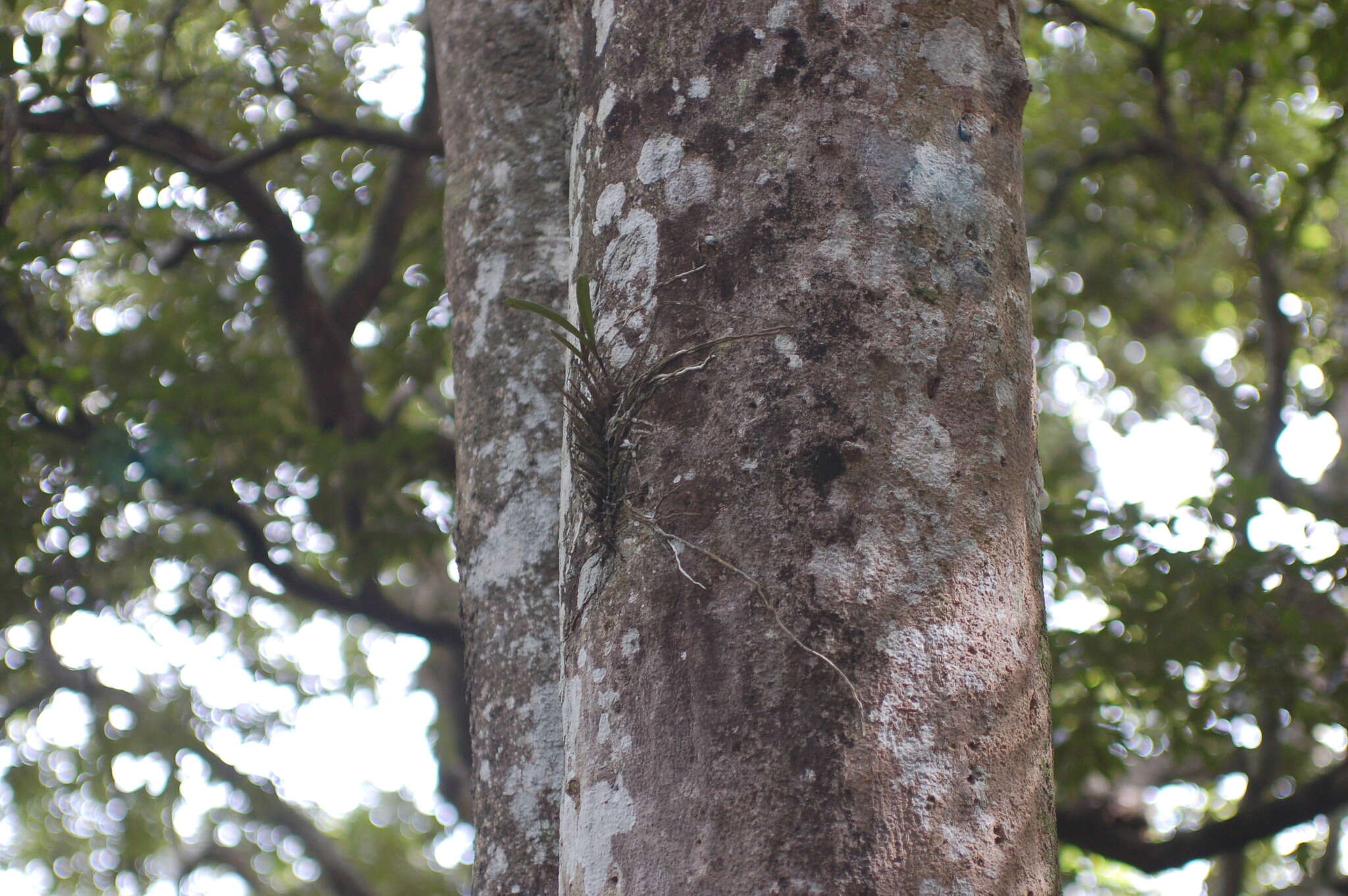 Imagem de Polystachya sandersonii Harv.