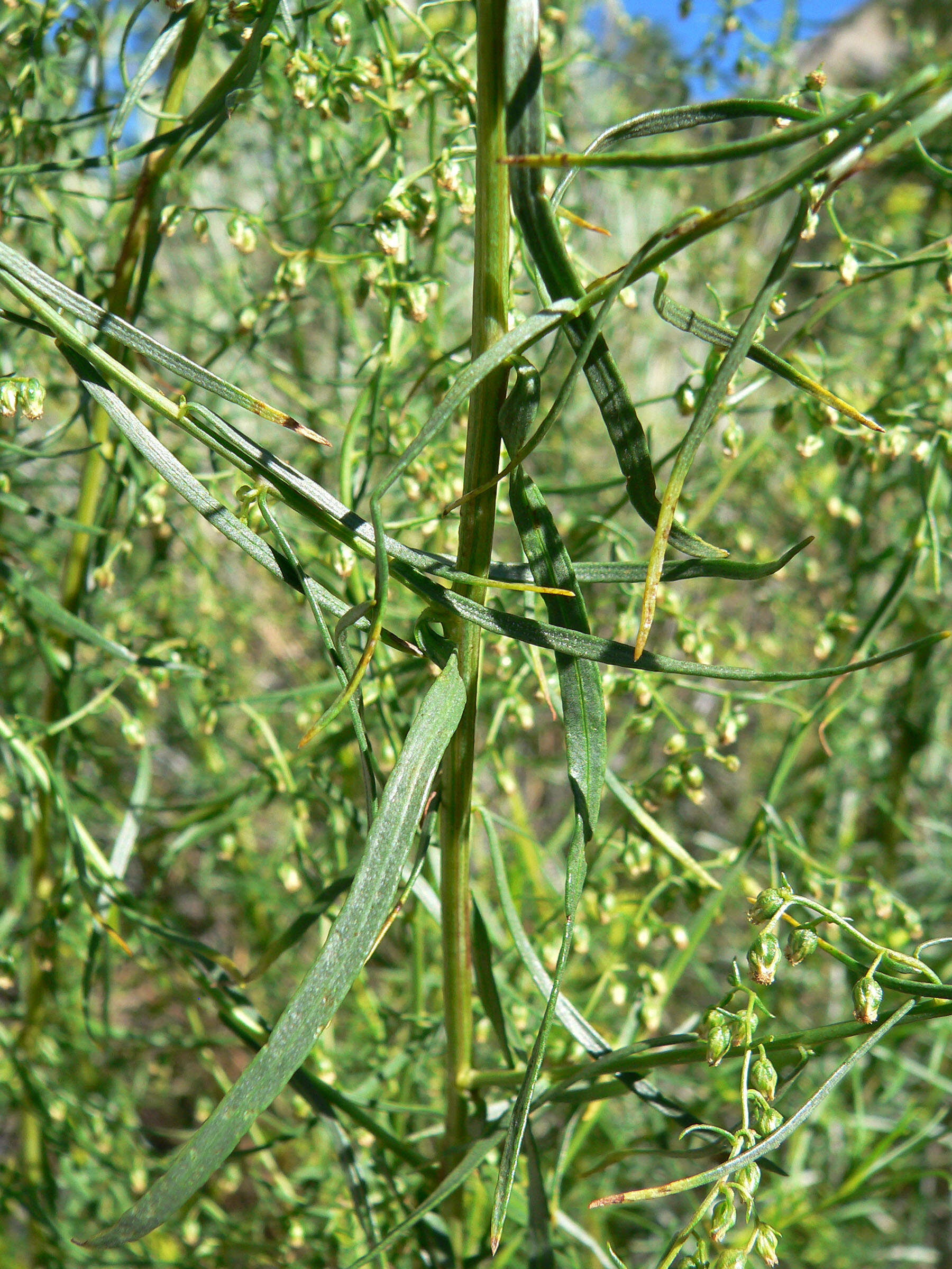 Image of tarragon