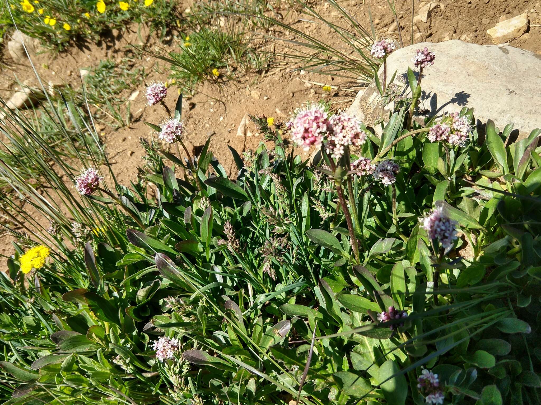 Image of Cordilleran Valerian