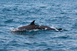 Image of Bridled Dolphin