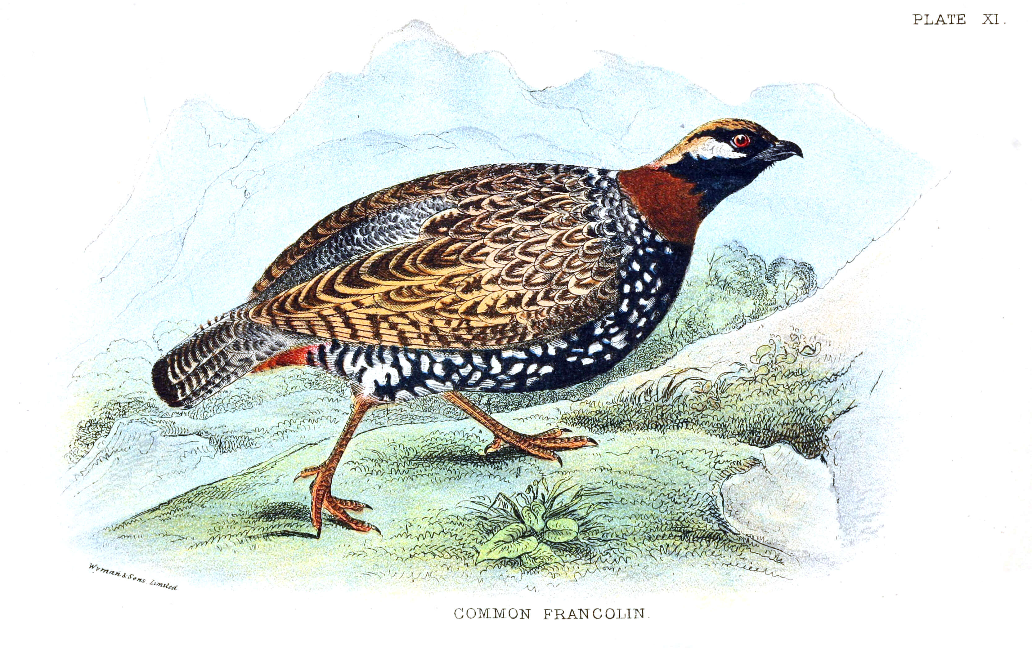 Image of Francolinus Stephens 1819