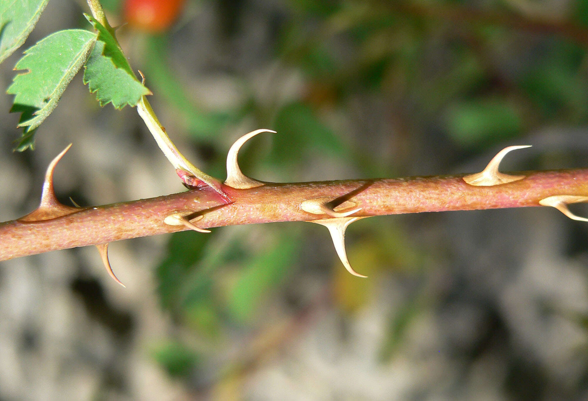 صورة Rosa woodsii Lindl.