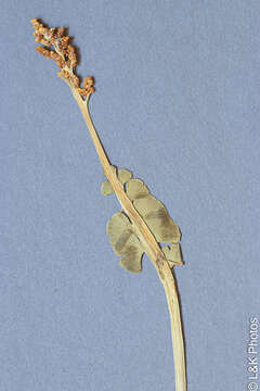 Image of Botrychium neolunaria Stensvold & Farrar