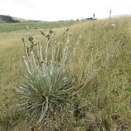 Image of Espeletia argentea Humb. & Bonpl.