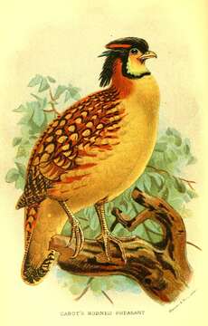 Image of Tragopan Cuvier 1829