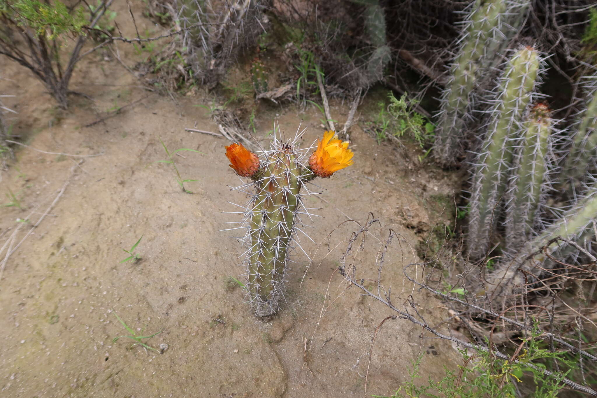 Image of Corryocactus aureus (F. A. C. Weber) Hutchison