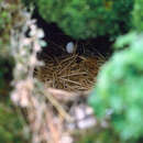 Image of Anthus rubescens rubescens (Tunstall 1771)