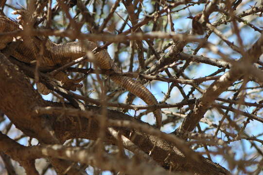 Image of Savannah Monitor