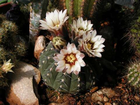 Imagem de <i>Gymnocalycium quehlianum</i>