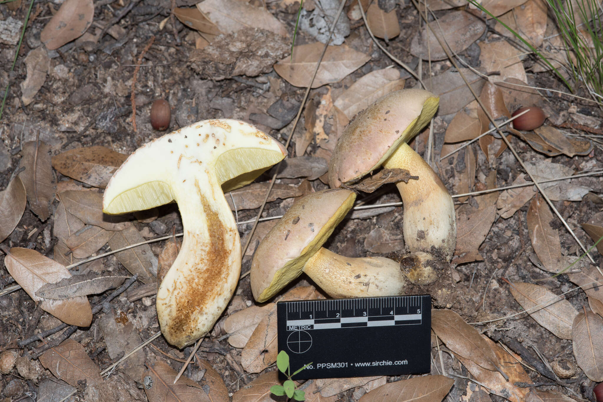 Butyriboletus pulchriceps (Both, Bessette & R. Chapm.) Kuan Zhao & Zhu L. Yang 2015的圖片