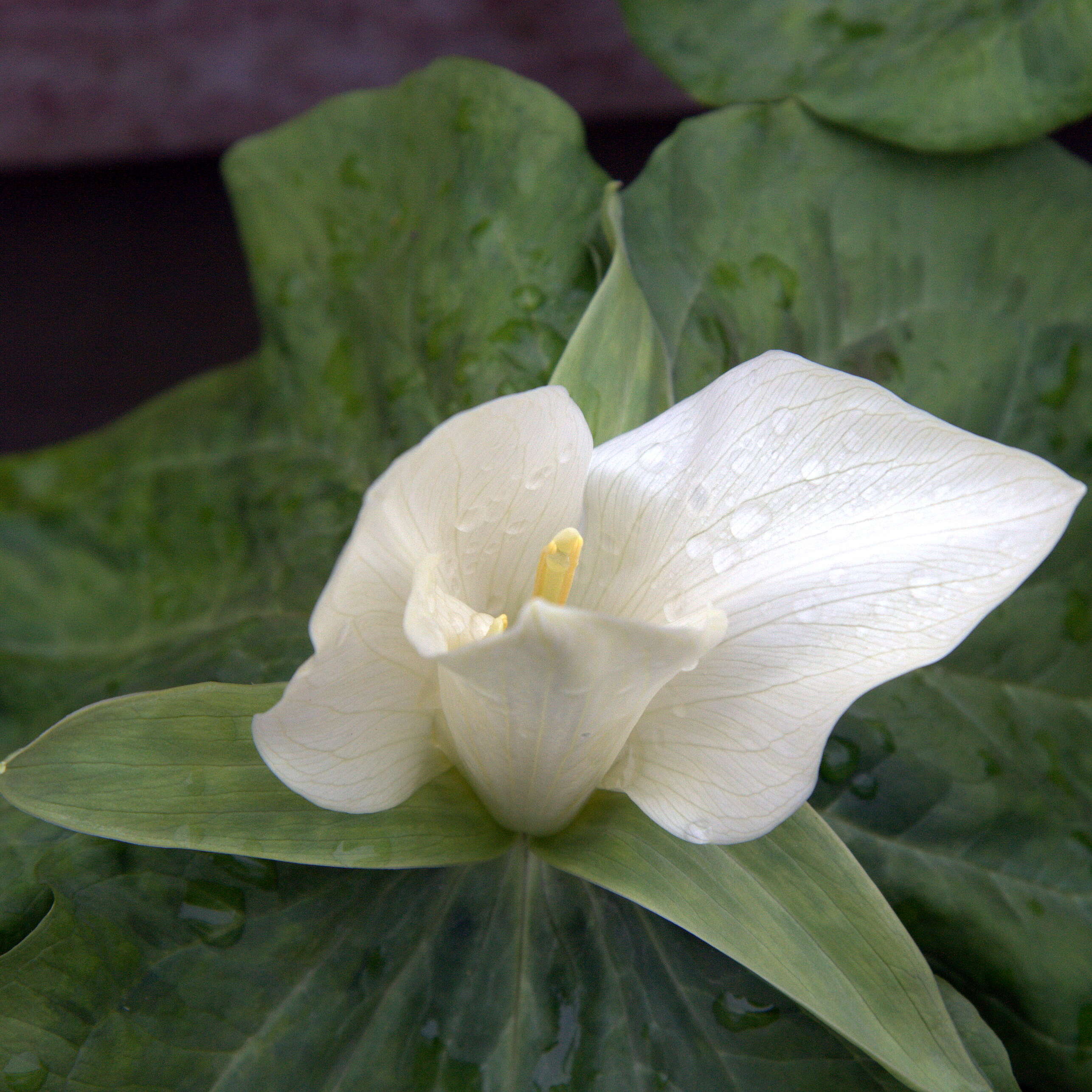 Imagem de Trillium albidum J. D. Freeman