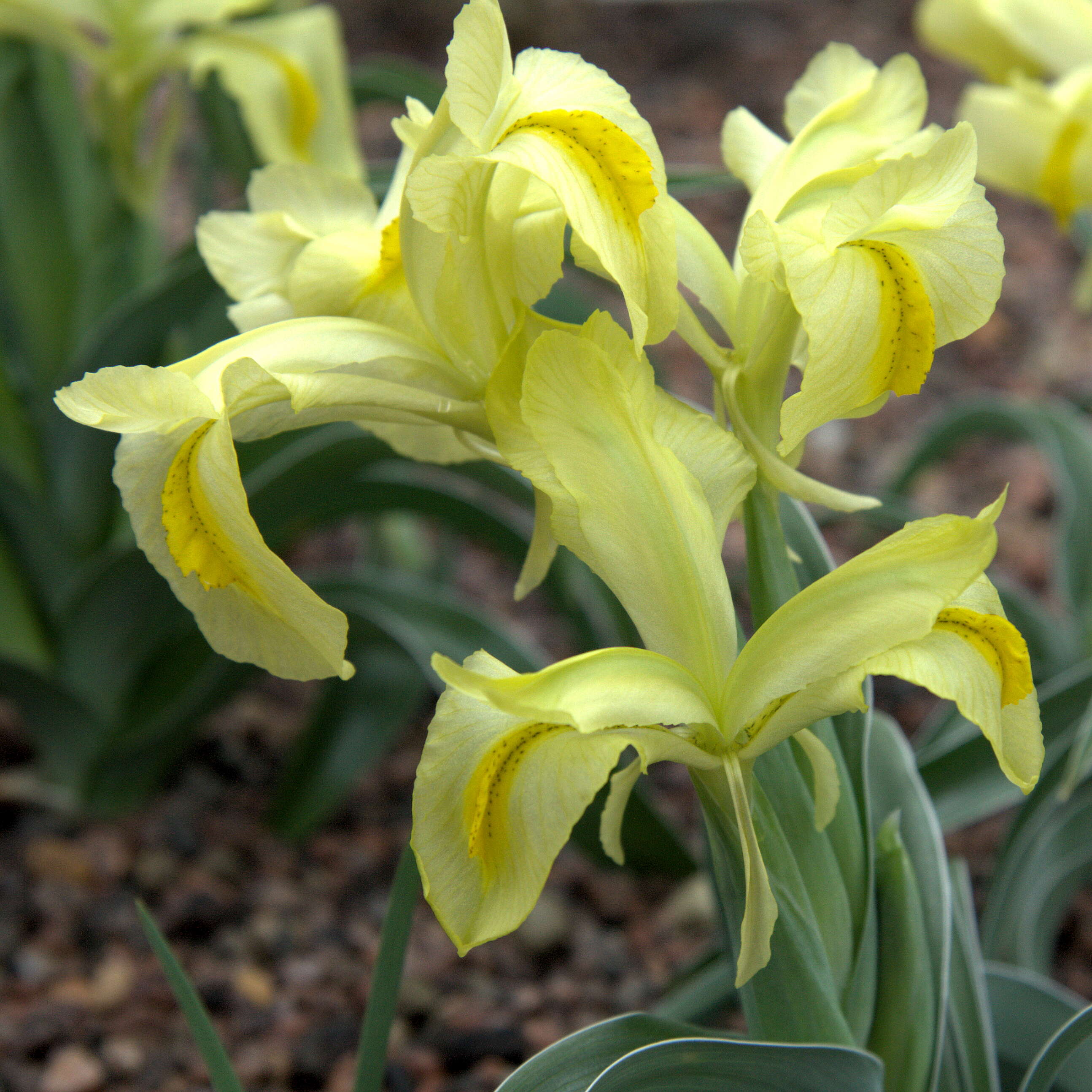 Слика од Iris caucasica Hoffm.