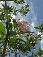 Image of desert willow