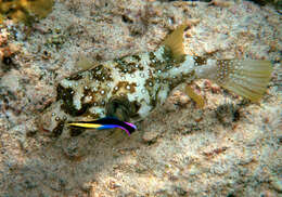 Image of Broadbarred Toadfish