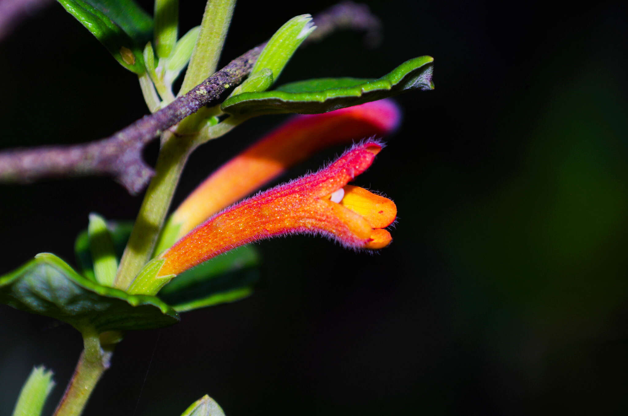 Image of Clinopodium tomentosum (Kunth) Govaerts