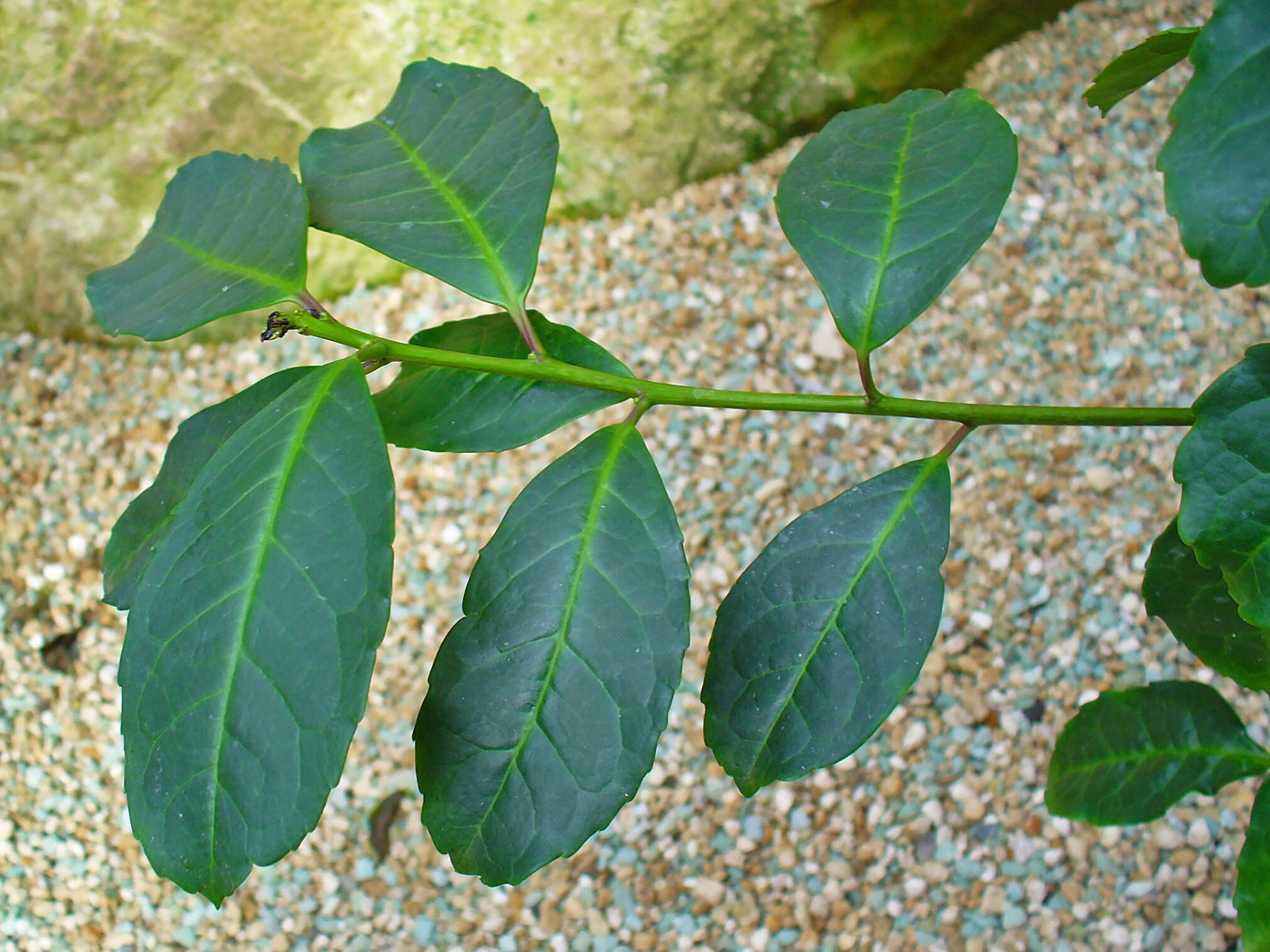 Слика од Ilex paraguariensis A. St.-Hil.