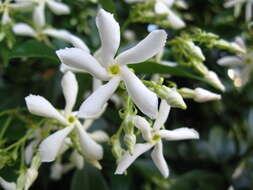 Plancia ëd Trachelospermum jasminoides (Lindl.) Lem.