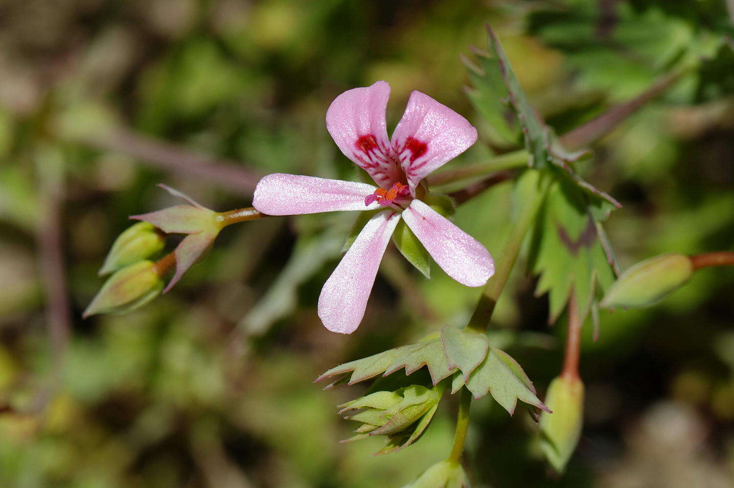 Image of Pelargonium patulum var. patulum